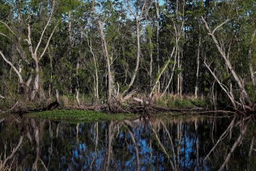 Louisiana Swamp Bayou Marsh Landscape Wetland