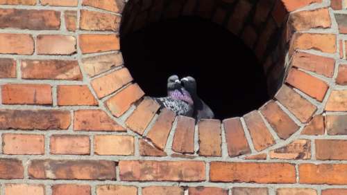 Love Romantic Friendship Para Pigeons Relationship