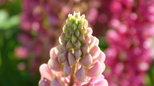 Lupine Pink Vegetable Nature Flowers Flora