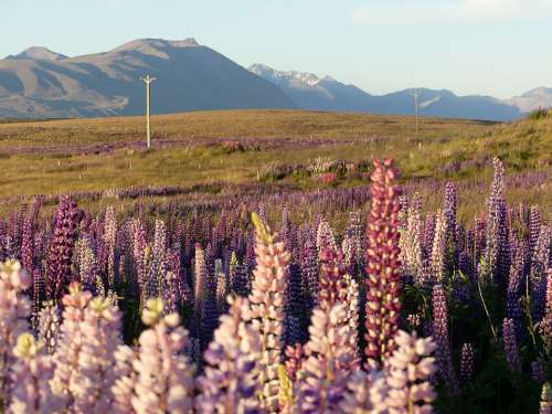 Lupins Wildflowers Meadow Mountains Sunset Evening