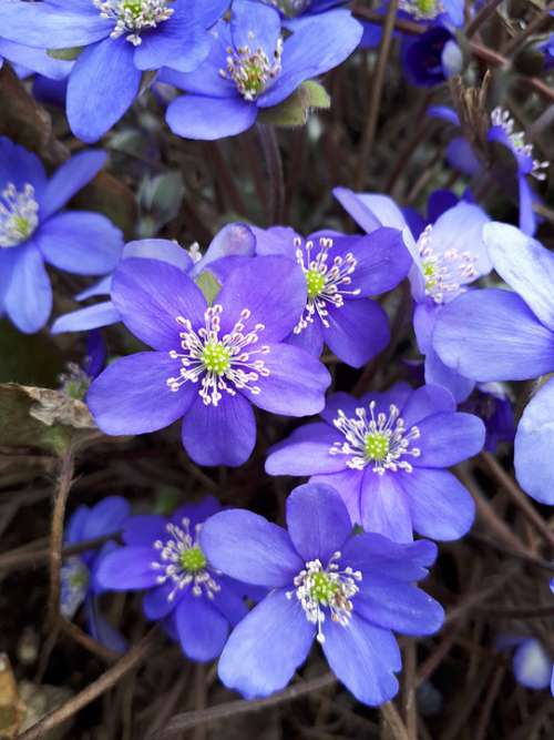 Macro Spring Flowers Nature Cold Blue-Purple