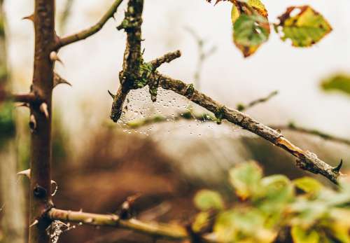 Macro Detail Drops Web Autumn Tree