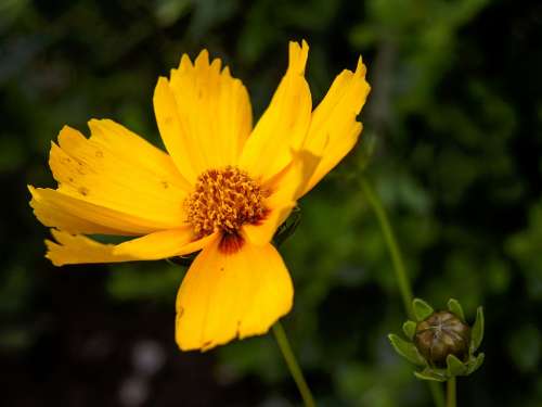 Mädchenauge Yellow Nature Garden Flower Garden