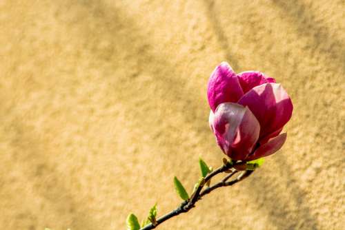 Magnolia Flower Spring Pink Bud Tree Petal