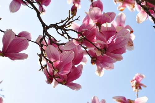 Magnolia Flower Blossom Bloom Nature Petal Plant