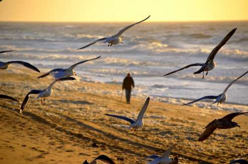 Man Person Walking Sunset Seagull Beach Sea