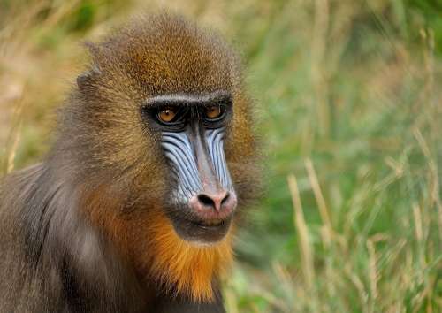 Mandrill Monkey Zoo Animal Mammal Primate