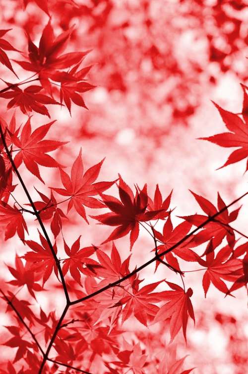 Maple Red Leaves Tree Foliage Leaf Branches