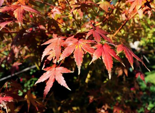 Maple Tree Autumn Leaves Garden Nature