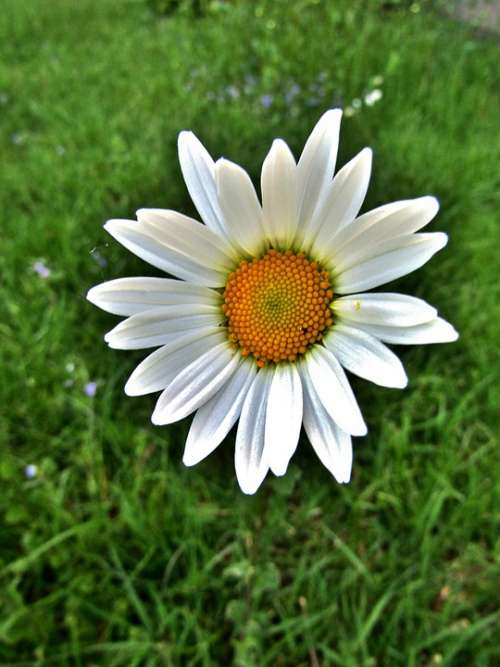 Marguerite Single Flower Daisies White