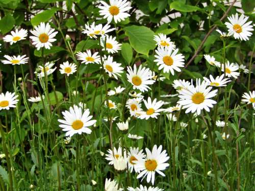Marguerite Single Flowers Daisies White
