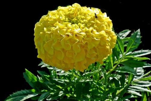 Marigold Flower Yellow Garden Nature Beautiful