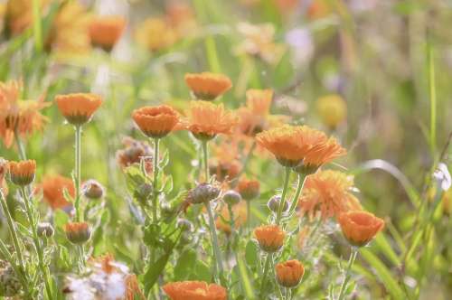 Marigold Calendula Blossom Bloom Orange Flower