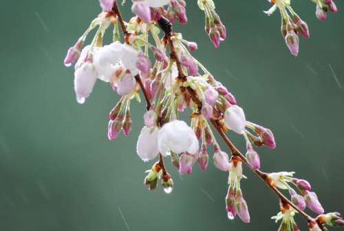 May Flowers Rain Blossom Cherry Blossom Raindrop