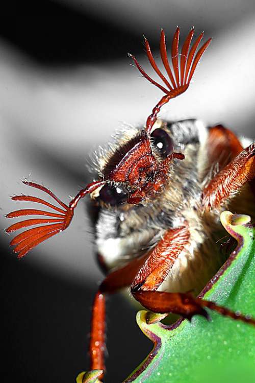 Maybug Macro Antennae Nature The Beetle Insect