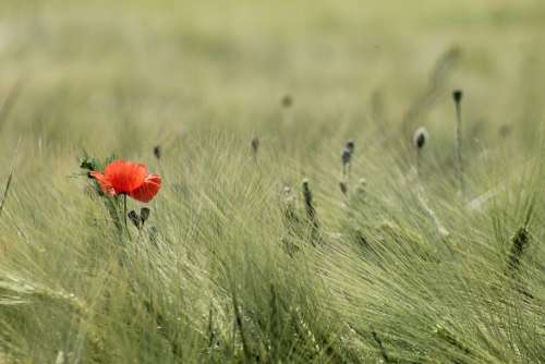 Meadow Field Wheat Landscape Peaceful Poppy Grass