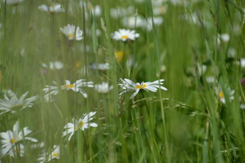 Meadow Ruddy White Flower