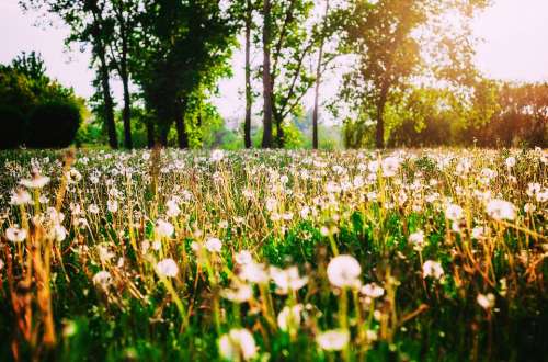 Meadow Grass Green Landscape Summer Flower Field