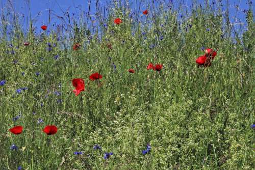 Meadows Flourishing Cornflowers Poppies Plant