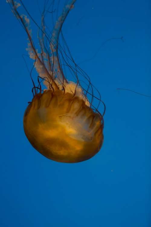Medusa Aquarium Jellyfish Sea Ocean Marine Fish