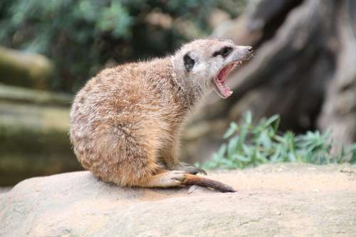 Meerkat Zoo Tooth Yawn Fur Animal