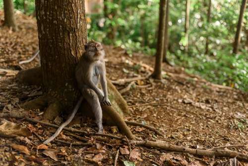 Monkey Tree Park Indonesia Bali Reserve Wild