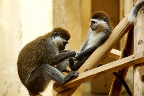 Monkey Care Animal Zoo Mammals