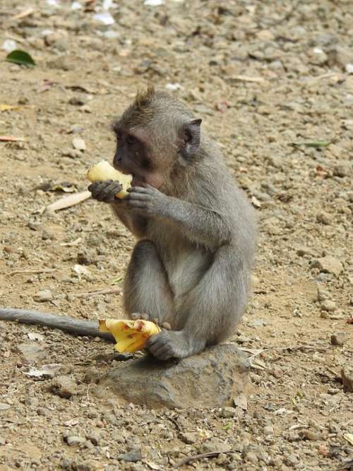 Monkey Äffchen Animal World Animal Ape Eat Nature