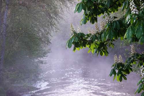 Morgenstimmung Fog Nature Water Haze Mystical