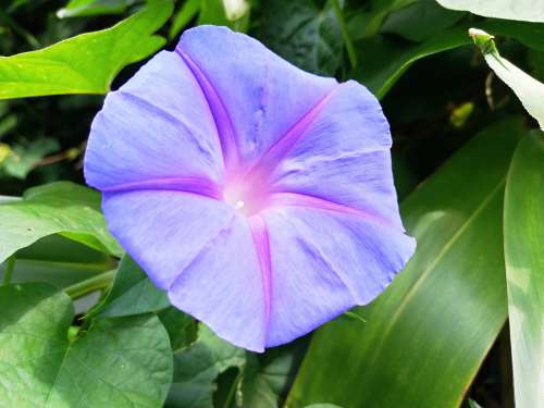Morning Glory Purple Flower Bloom Violet Blossom
