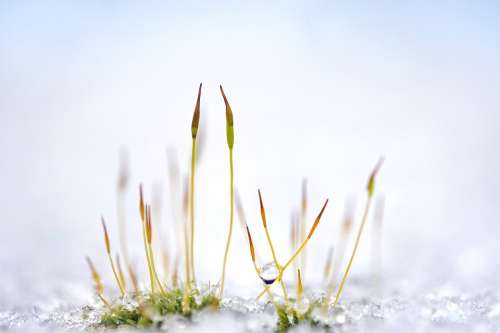 Moss Plant Grass Snow Ice Drip Close Up Nature