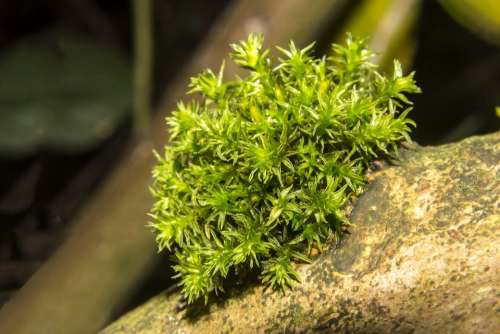 Moss Dosh Bog Spondulicks Magical Forest Wonga