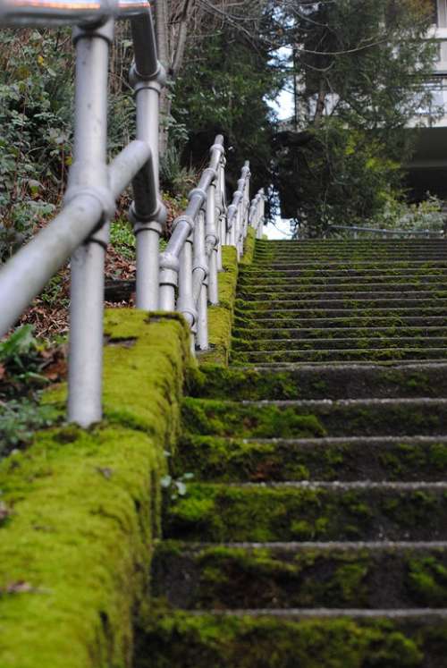 Moss Mossy Staircase Urban Pathway Stairway