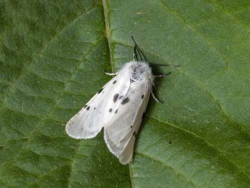 Moth Macro Muslin Insect Nature Wings Lepidoptera