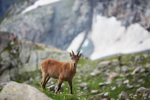 Mountain Goat Nature Animal Wildlife Landscape