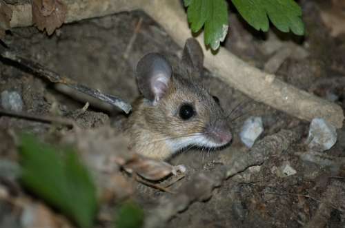 Mouse Wood Mouse Nager Rodent Brown Hide