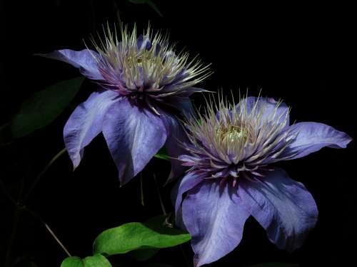 Multi-Blue Clematis Blue Nature Plant