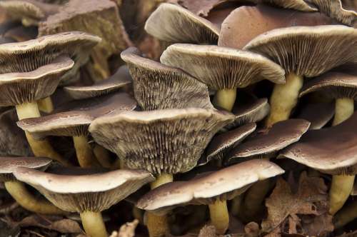 Mushroom Autumn Season Mold Agaric Pictures