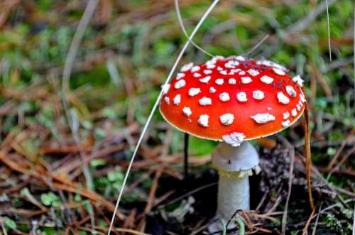 Mushroom Nature Amanita Mushrooms Toxic Red