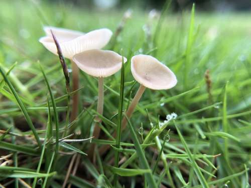 Mushroom Fresh Natural Strains
