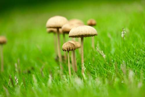 Mushroom Fresh Natural Strains