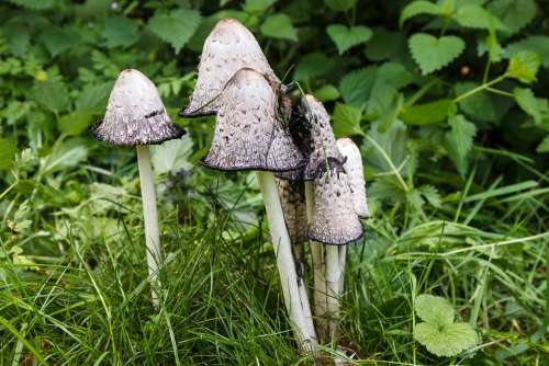 Mushrooms Schopf Comatus Mushroom Tintenpilz