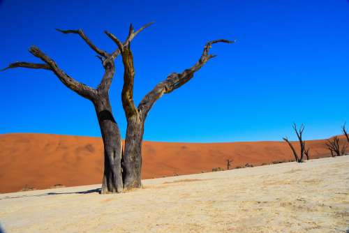 Namibia Dead Vlei Desert Africa
