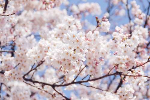 Natural Landscape Plant Flowers Spring