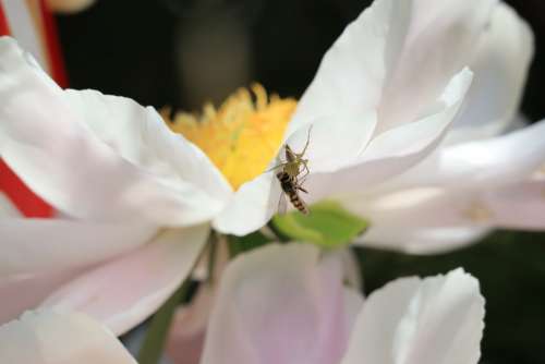 Natural Spider Insect Honeybee Predatory Flowers