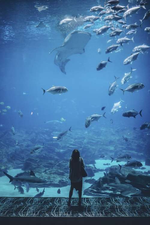 Nature Water People Woman Fish Blue Wonder Alone