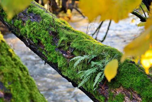 Nature Tree Autumn Leaves Idyllic Season