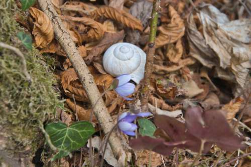 Nature Snail Shell Flowers Animal Forest