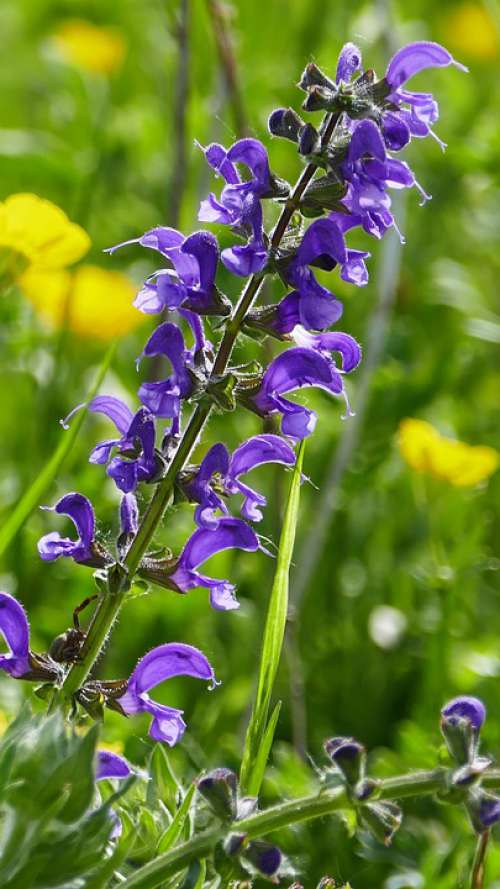 Nature Meadow Flower Violet Grass Light Sun