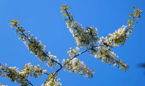 Nature Plants Sprig Flowering Blue Sky Spring
